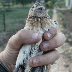 Erik Zorrilla Mollon