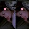 annlap~cvrz
