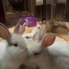 Slave to Love Elan Atias