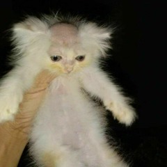 AmoGus
