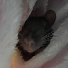 Audio Maker Audios But That I Like LuL