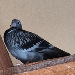 UPTEMPdOve