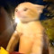roofus_oofus