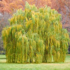 Willowwhispwhisperingwhispers