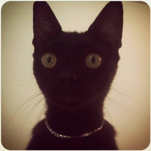 Atlas 24kTrash_Demo_trashthemaster