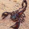 Thescorpion Mg