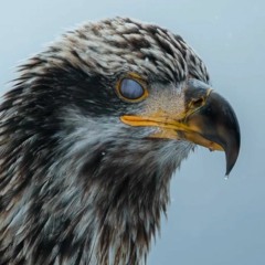 Abdelrahman Abdelhady