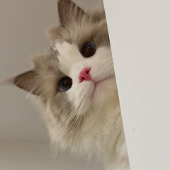aysjhang_
