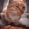 catfingerer_49