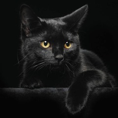 Black Cat