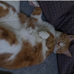박둘기