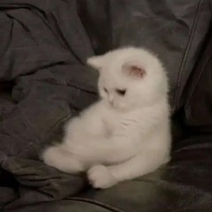 🌙🐈