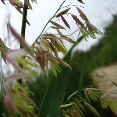 Wild Rice Voices