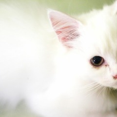 Riyan Bagus Prihandanu