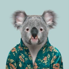reza koala