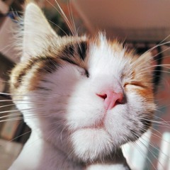 lipetskiydaun 夢を追え