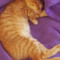 Katte