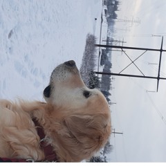 jett