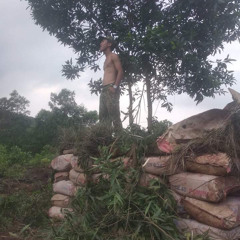 TN Tú