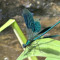RozaGreen