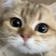 mechellllli