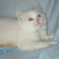 BOWIE