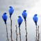 5BlueBirdS