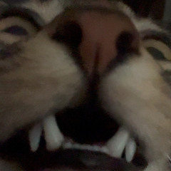 Coul