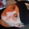 Dj4el3ments