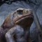 TOAD