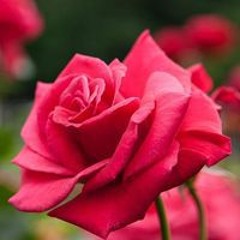 ادم محمدثابت