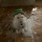 snow 252525