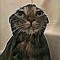 chiller Cat