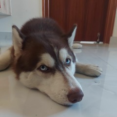 shadow