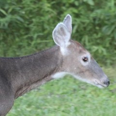 LLLLLL