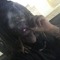 meek