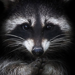 DaUselessRaccoon