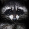 DaUselessRaccoon