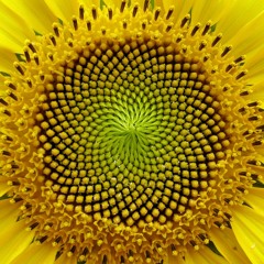 Earth's Consciousness