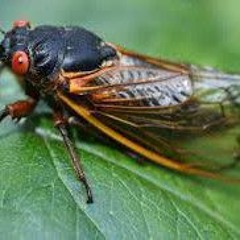 La Cicada