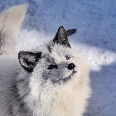 FrostbitFox