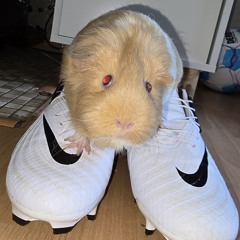 V44kovic