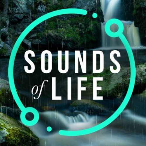 Sounds of Life ASMR’s avatar