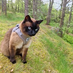 Gäglin