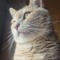 SomeRandomCat