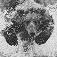 ThunderBear