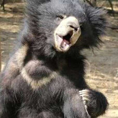 Critter Bear