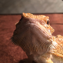 peanut