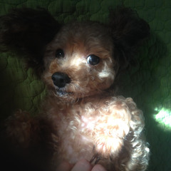 JIIN