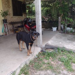 PITBULL DI RAÇA